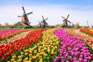 a field of tulips and windmills