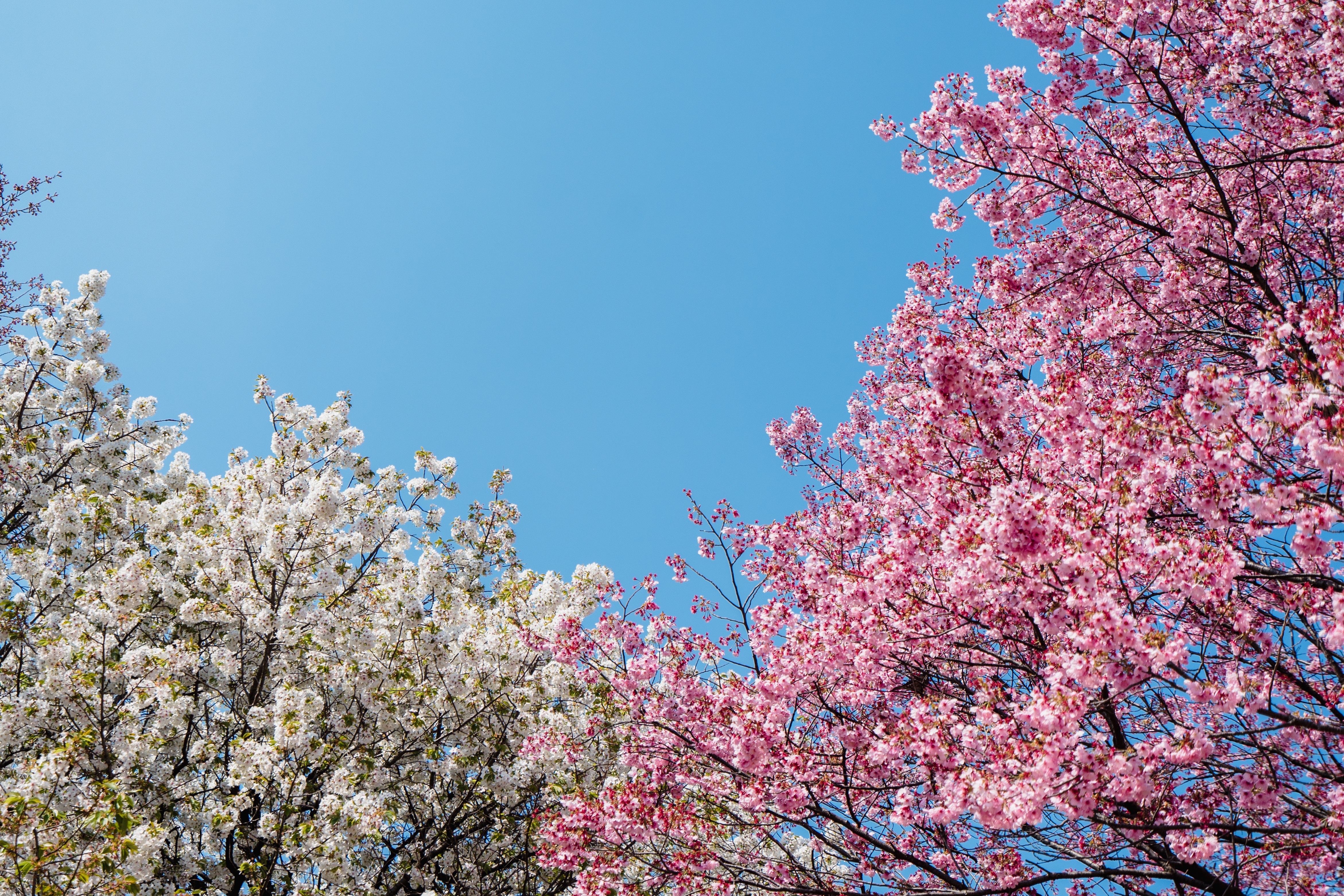 a group of trees with pink flowers